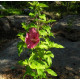 Sinihibiskus (Hibiscus syriacus)